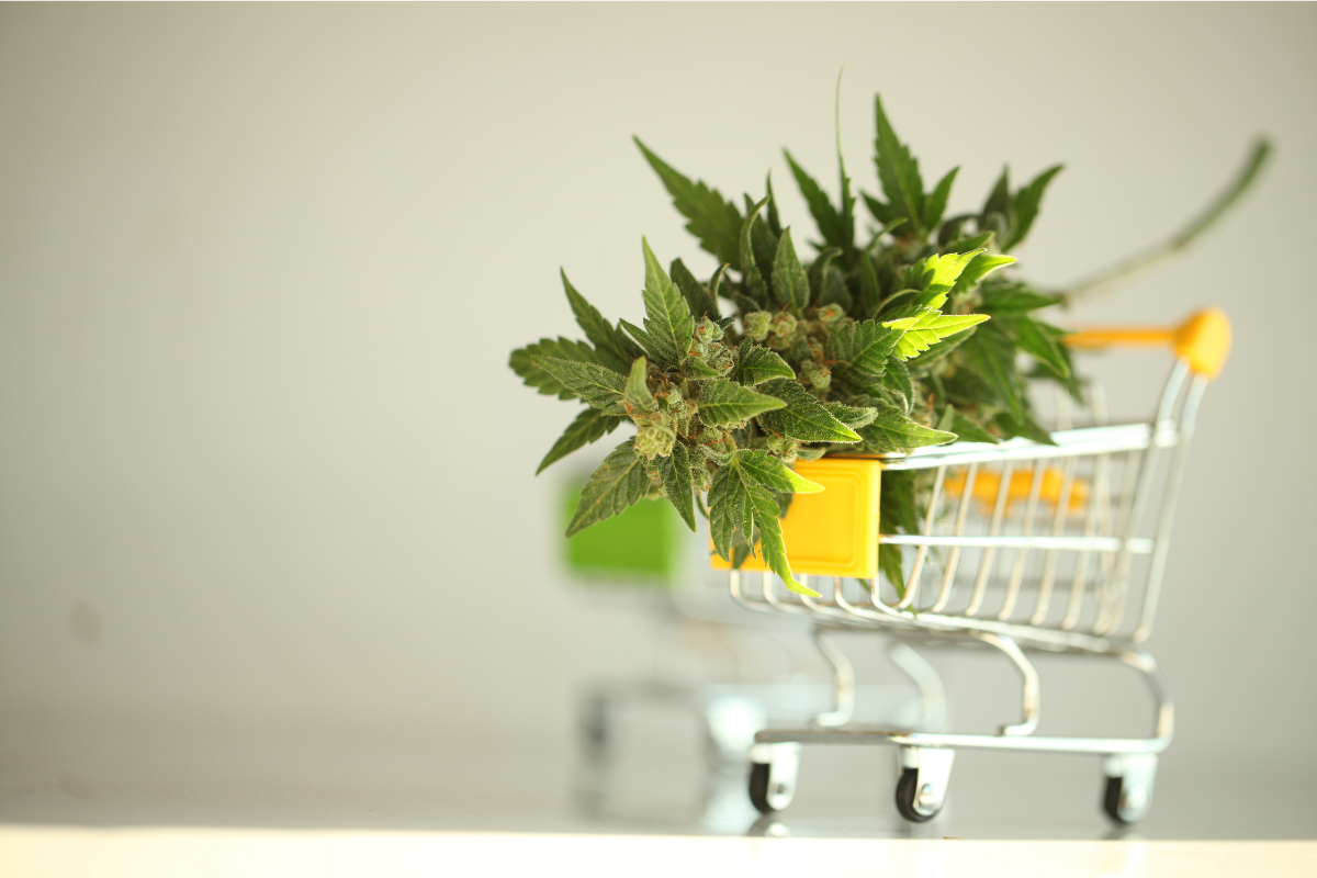 Medyczna marihuana: Jak uzyskać legalny dostęp do leczniczej rośliny?